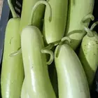 كره نجد طازج كلو يوم