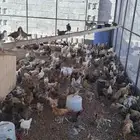 دجاج بلدي عمر شهرين