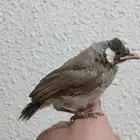 Bulbul chick