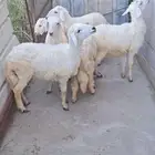 5 رخال اعمار من 5_6 شهور طيبه