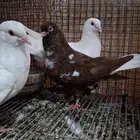 للبيع جوز شامي