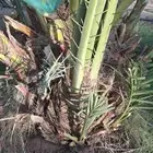 يوجد فسائل برحي سكري احمر اخلاص ونانه ومشكلات أخرى