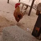 ديك بلدي
