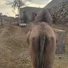 ناقه لي البيع