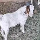 للبيع اثنين تيوس بورقوت