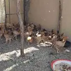 دجاج بشاير العمر 4 اشهر ونص