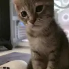 قطه للتبني(تم الحجز)