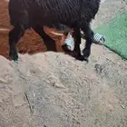 رخل البيع فل شحم وطيبة