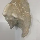 صدف من البحر 11سم في 8سم