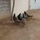 طاووس للبيع 1000 حد