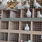 عش حمام صنعاني ابوشيبه العدد12