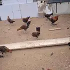 ديوك عربي