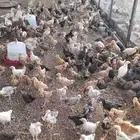 موجود دجاج بلدي عمر شهر ونصف