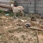 ضان