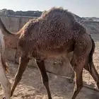 بكره لبانيه طايشه