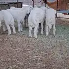 بهم حري