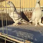 حمام تركي للبيع