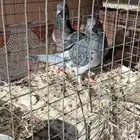 حمام فرنسي سلفر 25 جوز البيع موقع المزاحمية