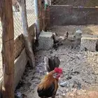 دجاج عربي اصيل