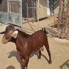 تيس ادهم فحل مشروط. تم البيع