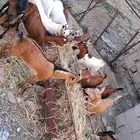 تيوس بلدي محايل عسير