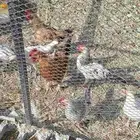 خمسة ديكه للبيع بلدي