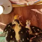 جوزين وفريد صوص بح العمر20 يوم محصنات والصحه ممتازه