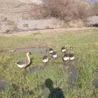 وز عراقي
