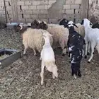 خرفان نجد ونعيم
