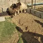 ساكني تيوس مخاصي جبار وظهور فل