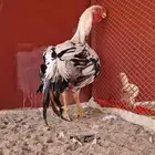 ديك فارسي