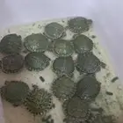 سلاحف اريد اي عمر صغير