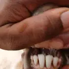 نعجه