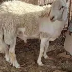 طلي حري صنف مشروط فحل