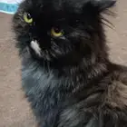 قطة هيمالايا للبيع لأعلي سوم
