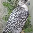 جير بيور