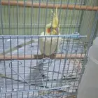 جوز كروان جاهز