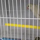افضل الطيور