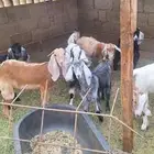 3 تيوس مخاصي و 4 جفار عمر 6 أشهر وزياده علفها شعير وبرسيم