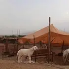 طلي للبيع