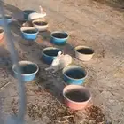 ارانب بلدي