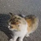الحرزات