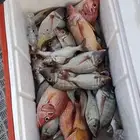 رحلات صيد القارب يسع 10اشخاض