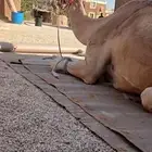 آجار جمال رحول ركبي وا خيول عربيه بي اليوم وا الاسبوع