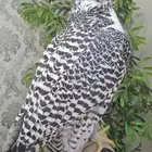 جير بيور
