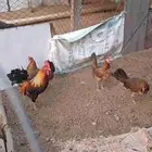 دجاج عربي