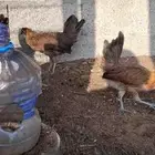 دجاج عربي