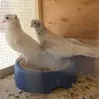 حمام قنادي و باكستانيات جوزين
