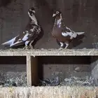 للبيع جوز نوري شامي