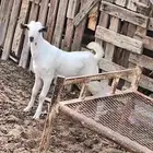 تيس بلدي اصيل